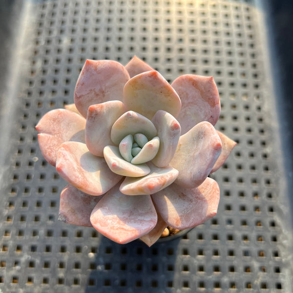 Echeveria 'Missing You' 2" Succulent Plant