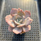 Echeveria 'Missing You' 2" Succulent Plant