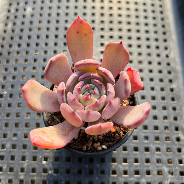 Echeveria 'Rainbow Goddess' 2" Succulent Plant