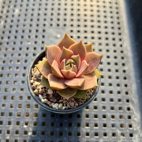 Echeveria ‘Mysterious Rose’ Hybrid 1"-2” Succulent Plant