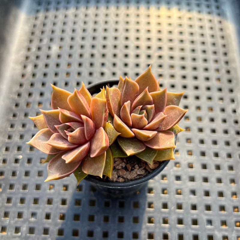 Echeveria ‘Mysterious Rose’ Hybrid 1"-2” Succulent Plant