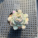 Echeveria 'Modal' 1" Succulent Plant