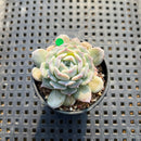 Echeveria 'Modal' 1" Succulent Plant