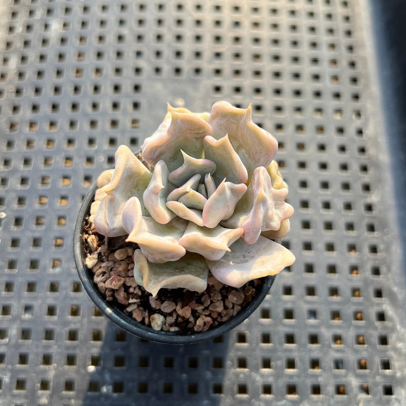 Echeveria 'Thriller Pearl' 2" Succulent Plant