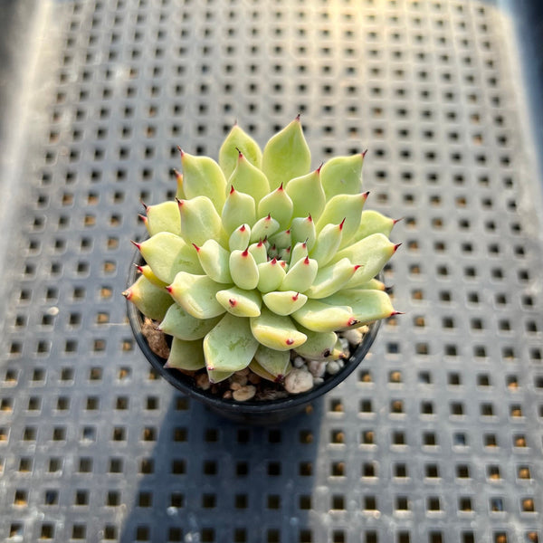 Echeveria Zaragoza 2" Succulent Plant