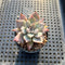 Echeveria sp. 1"-2" Succulent Plant