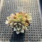 Echeveria 'Ben Badis' Variegated Cluster 2" Succulent Plant