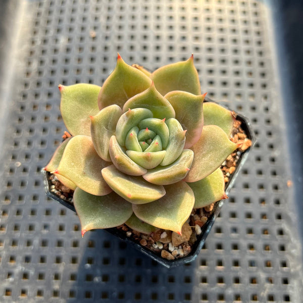 Echeveria 'Lake Baikal' 2" Succulent Plant