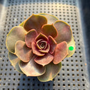 Echeveria 'Red Tan' 2" Succulent Plant