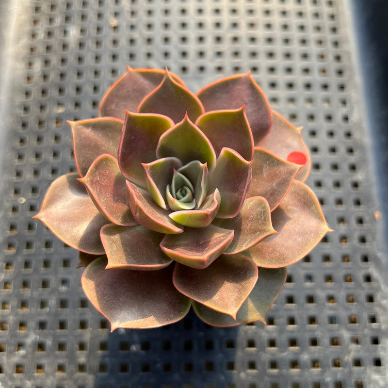 Echeveria 'Red Tan' 2" Succulent Plant