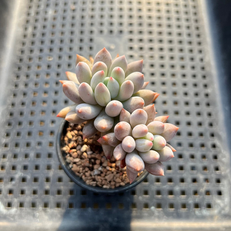 Pachyphytum 'Venus' 2" Succulent Plant