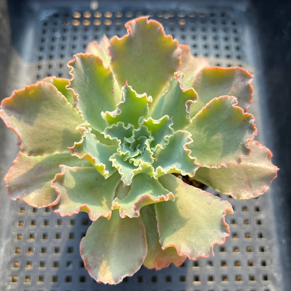 Echeveria 'Blue Curls' 2"-3" Succulent Plant