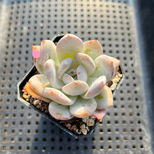 Echeveria 'Ivory' 2" Succulent Plant