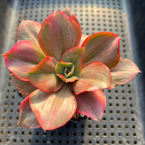 Echeveria 'Minigosaong' Variegated 2" Succulent Plant