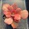 Echeveria 'Red Pheonix’ Variegated 2" Succulent Plant