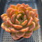 Echeveria 'Pink Champaign' 4" Large Succulent Plant