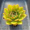 Echeveria 'Red Bellita' 3" Succulent Plant