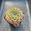 Echeveria 'White Farm' 2" Succulent Plant