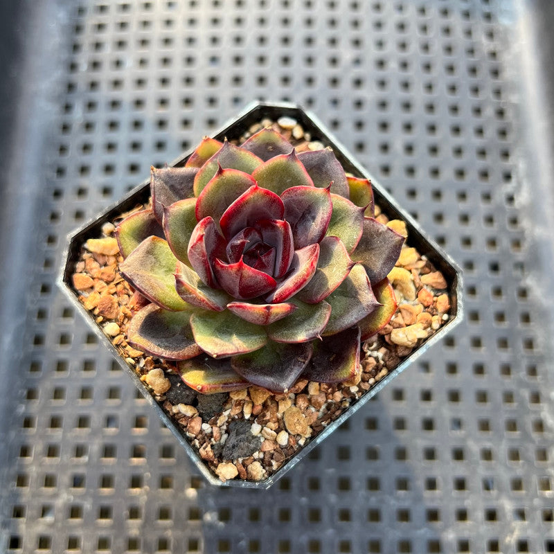 Echeveria 'Black Tan' 2" Succulent Plant