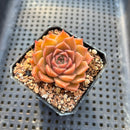 Echeveria 'Tomboy' 2" Changhee Hybrid Succulent Plant