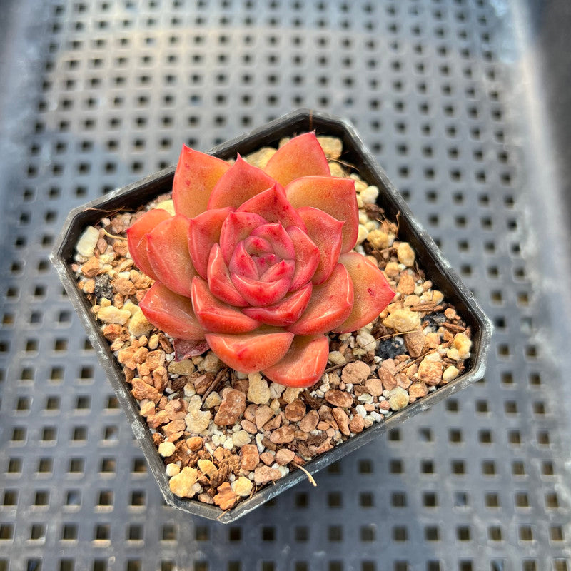 Echeveria 'Tomboy' 2" Changhee Hybrid Succulent Plant