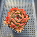 Echeveria 'Glam Pink' 2" Succulent Plant