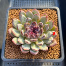 Echeveria 'Gemstone' 2"-3" Succulent Plant Cutting