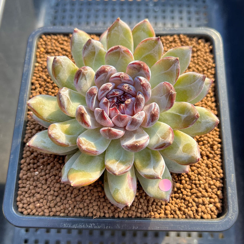 Echeveria 'Gemstone' 2"-3" Succulent Plant Cutting