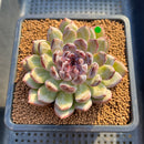 Echeveria 'Gemstone' 2"-3" Succulent Plant Cutting