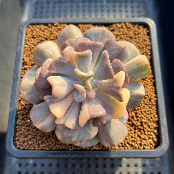 Echeveria 'Cubic Frost' Variegated 3"-4" Succulent Plant Cutting