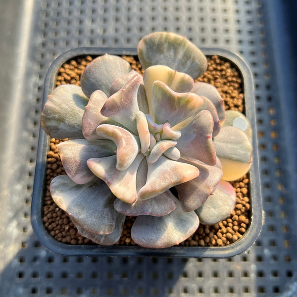 Echeveria 'Cubic Frost' Variegated 3"-4" Succulent Plant Cutting