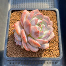 Echeveria 'Orange Monroe' 3" Succulent Plant Cutting