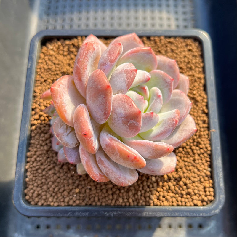 Echeveria 'Orange Monroe' 3" Succulent Plant Cutting