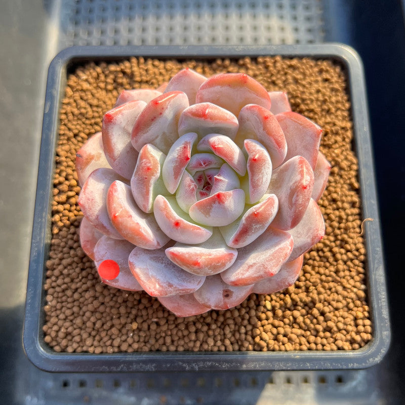 Echeveria 'Orange Monroe' 3" Succulent Plant Cutting