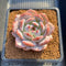 Echeveria 'Orange Monroe' 3" Succulent Plant Cutting