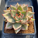 Echeveria Agavoides 'Elkhorn' Variegated (Some imperfections) 4"-5" Succulent Plant Cutting