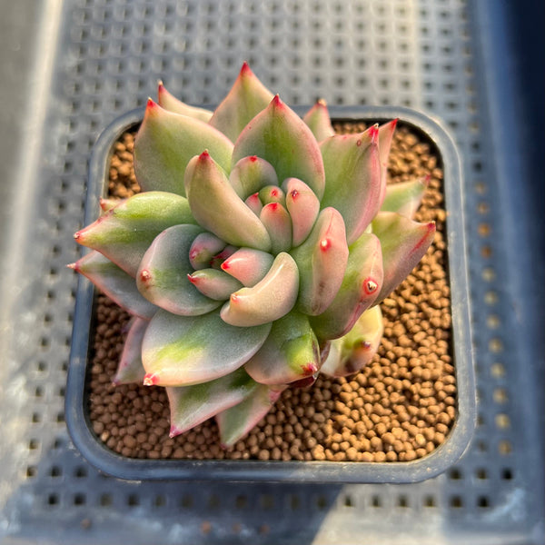 Echeveria Agavoides 'Elkhorn' Variegated (Some imperfections) 2"-3" Succulent Plant Cutting