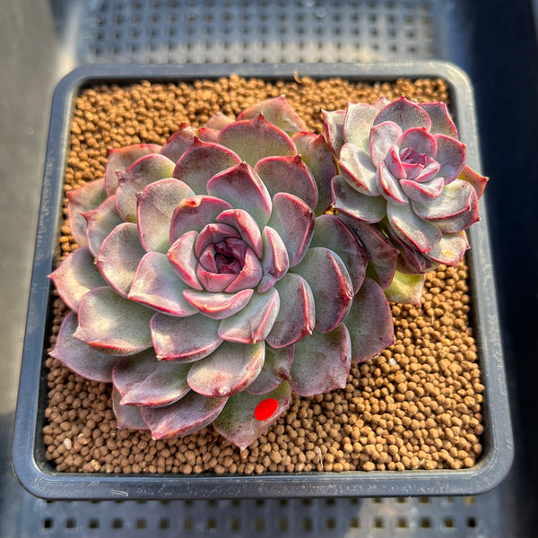 Echeveria 'Yasmin' 3"-4" Succulent Plant Cutting