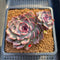 Echeveria 'Yasmin' 3"-4" Succulent Plant Cutting