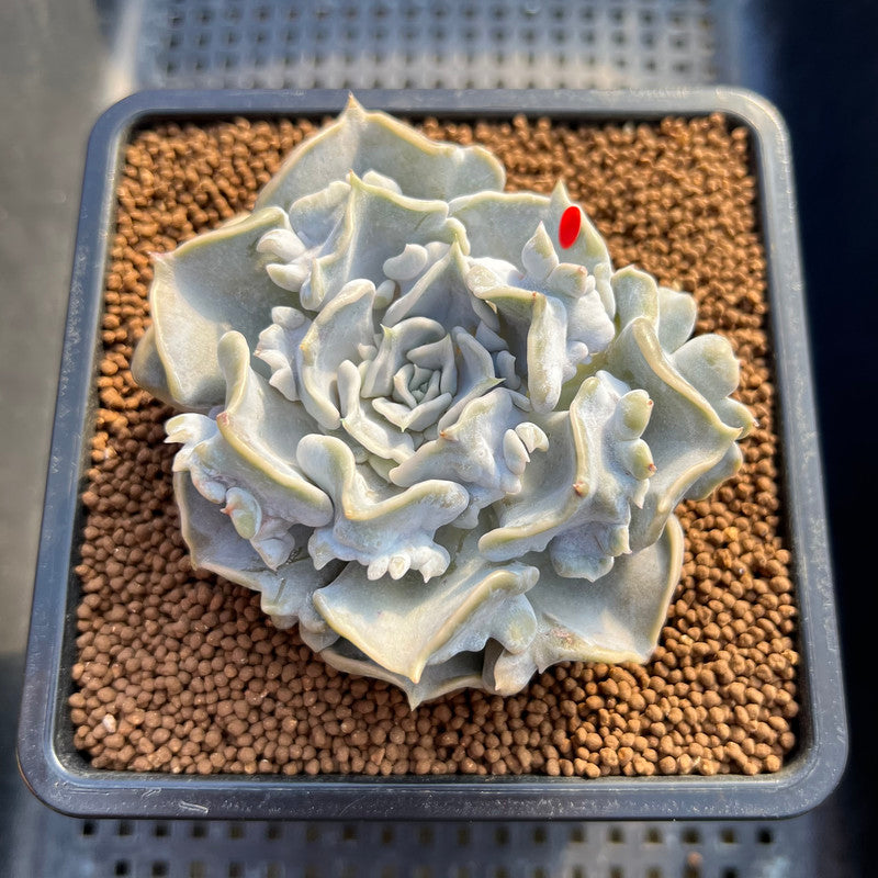 Echeveria 'Thriller Pearl' Compact Form 3" Succulent Plant Cutting