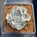 Echeveria 'Thriller Pearl' Compact Form 3" Succulent Plant Cutting