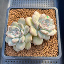 Graptoveria 'Highstone' 3" Succulent Plant Cutting