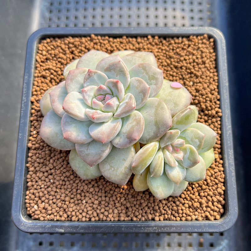 Graptoveria 'Highstone' 3" Succulent Plant Cutting