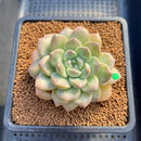 Graptoveria 'Highstone' 3" Succulent Plant Cutting