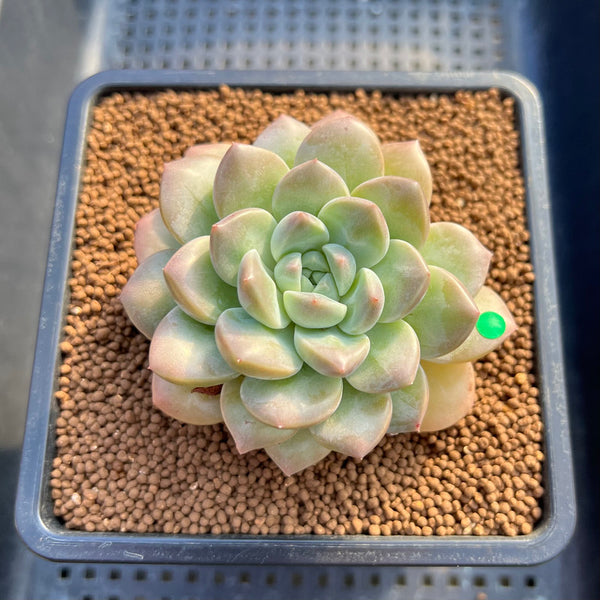 Graptoveria 'Highstone' 3" Succulent Plant Cutting