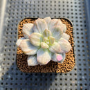 Graptopetalum 'Silverbum' Variegated 2" Succulent Plant Cutting