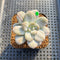 Graptopetalum 'Silverbum' Variegated 2" Succulent Plant Cutting