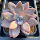 Pachyphytum 'Pink Frevel' 5"-6" Large Succulent Plant Cutting