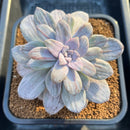 Graptopetalum 'Silverbum' Variegated 3"-4" Succulent Plant Cutting