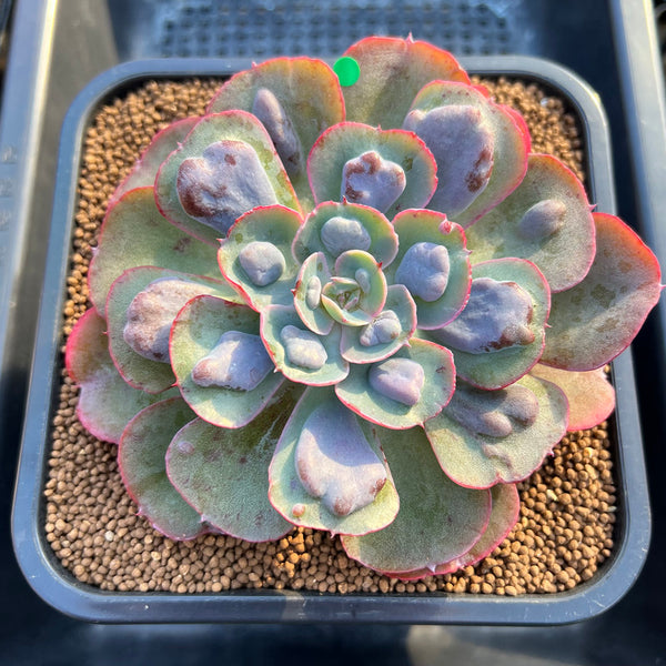 Echeveria 'Hearts Delight' 3"-4" Succulent Plant Cutting